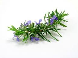 Rosemary 